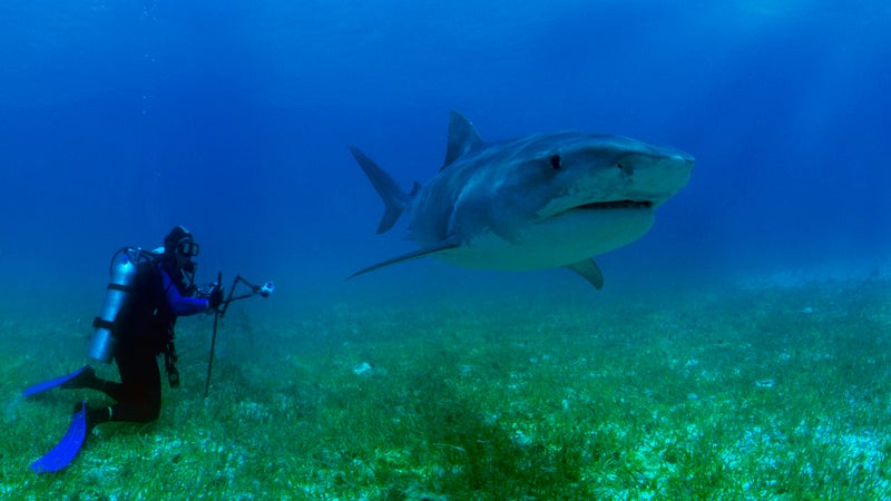 Shark Diver Missing in Bahamas