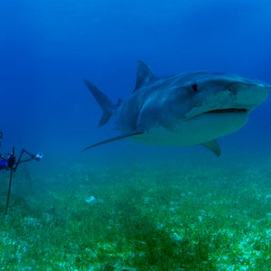 Tiger Shark Missing diver Outside Online Bahamas