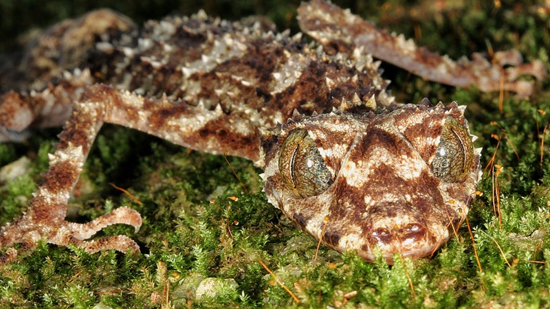 ϳԹOnline Saltuarius eximius rock rainforests gecko Australia leafy leaf-tailed camouflage top 10 species discovered found past year 2014 SUNY scientists International Institute Species Exploration College of Environmental Scienc