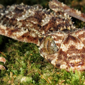 OutsideOnline Saltuarius eximius rock rainforests gecko Australia leafy leaf-tailed camouflage top 10 species discovered found past year 2014 SUNY scientists International Institute Species Exploration College of Environmental Scienc