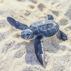 A baby sea turtle begins his journey across the beach.