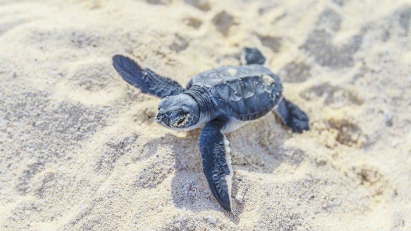 Where Do Baby Turtles Go?