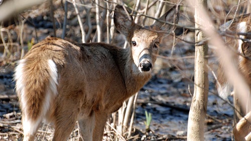 An abundance of deer is bad news for a Washington, D.C. park—but there's a solution.