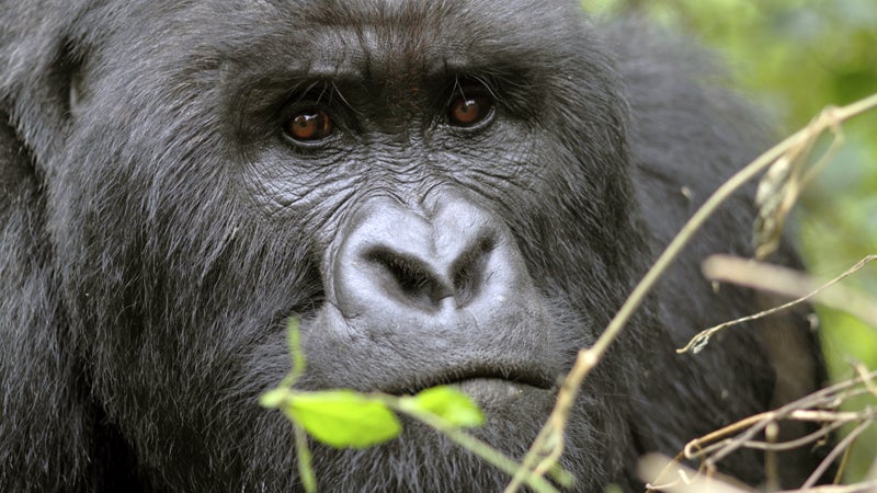 About 200 endangered mountain gorillas live in Virunga National Park, which is also Africa's oldest and most diverse park.