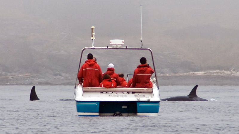 Whale-watching boats get up close and personal to our favorite cetaceans—but often, they get too close.