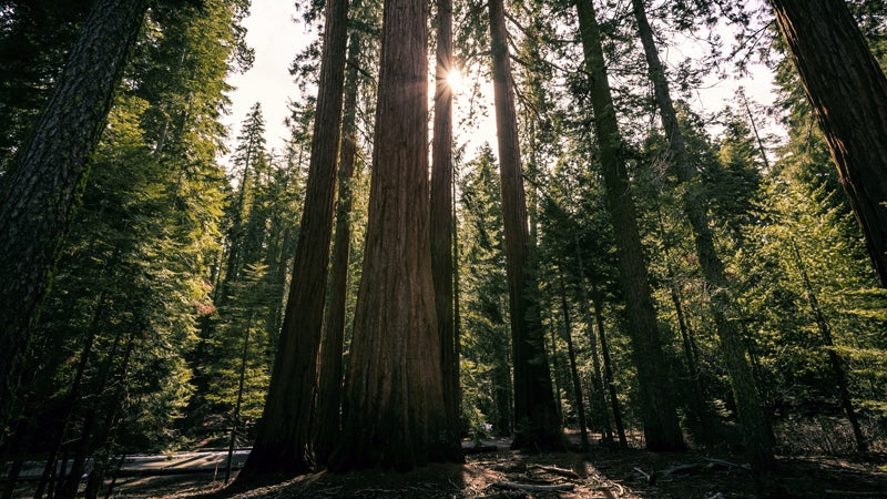 If there's a lot of dead wood sitting around a sequoia grove, a fire would cause more damage. But even then it's not a death sentence for our ancient giants.