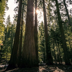 If there's a lot of dead wood sitting around a sequoia grove, a fire would cause more damage. But even then it's not a death sentence for our ancient giants.