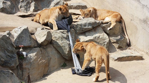 zoo jeans lions tigers and bears distressed denim Takuya Miyamoto Kamine Zoo Japan Japan Real Time outside magazine outside online