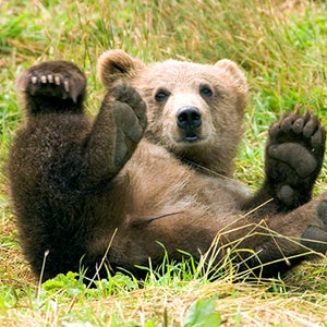 instagram bear selfies lake tahoe south lake tahoe taylor creek taylor creek visitors center usfs kokanee salmon news from the field outside outside magazine outside online