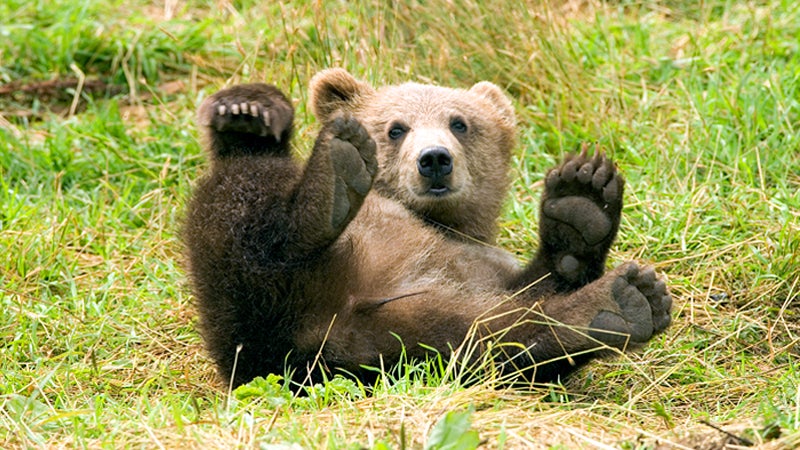 Lake Tahoe 'Bear Selfies' Reach Dangerous Level