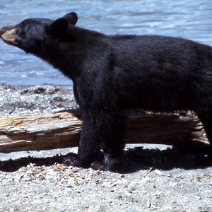 The bear killed Patel and also damaged his phone.