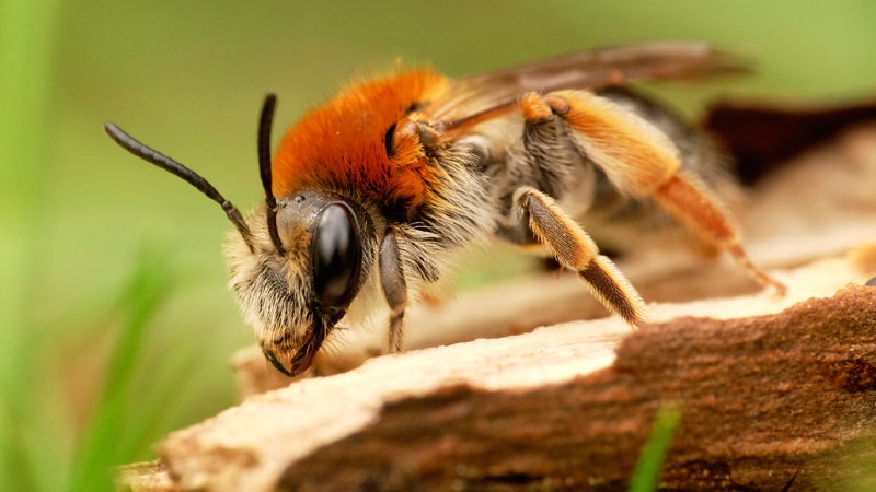 bee venom cancer toxins San Francisco