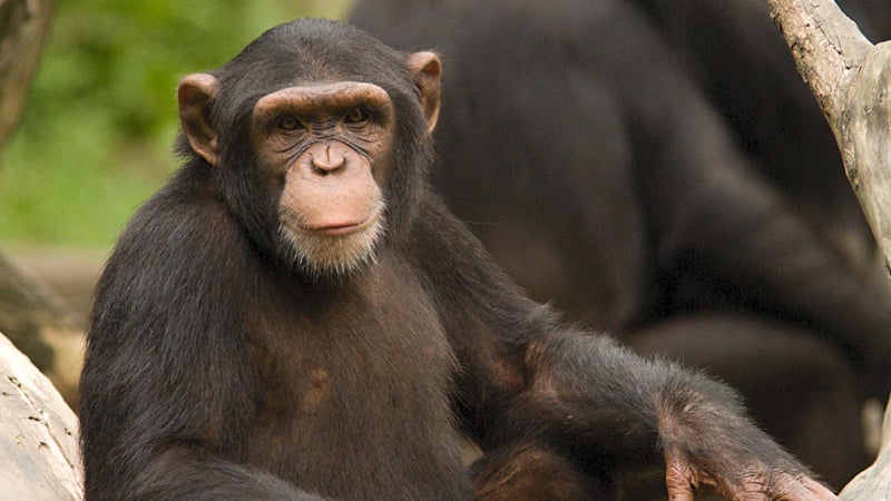 chimp rights animal rights tommy new york appeals court outside outside online outside magazine habeas corpus wrongful imprisonment