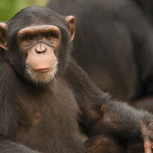 chimp rights animal rights tommy new york appeals court outside outside online outside magazine habeas corpus wrongful imprisonment