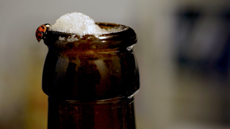 insect beer contamination environment food safety alcohol microplastics outside