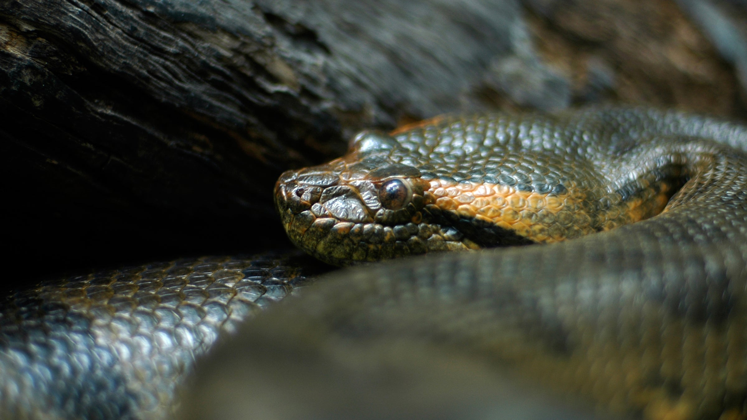 What do snakes eat? - Discover Wildlife