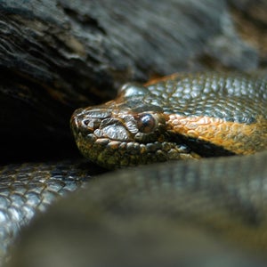 Critics of the stunt say that a human is too big to fit into an anaconda's body without hurting the animal.