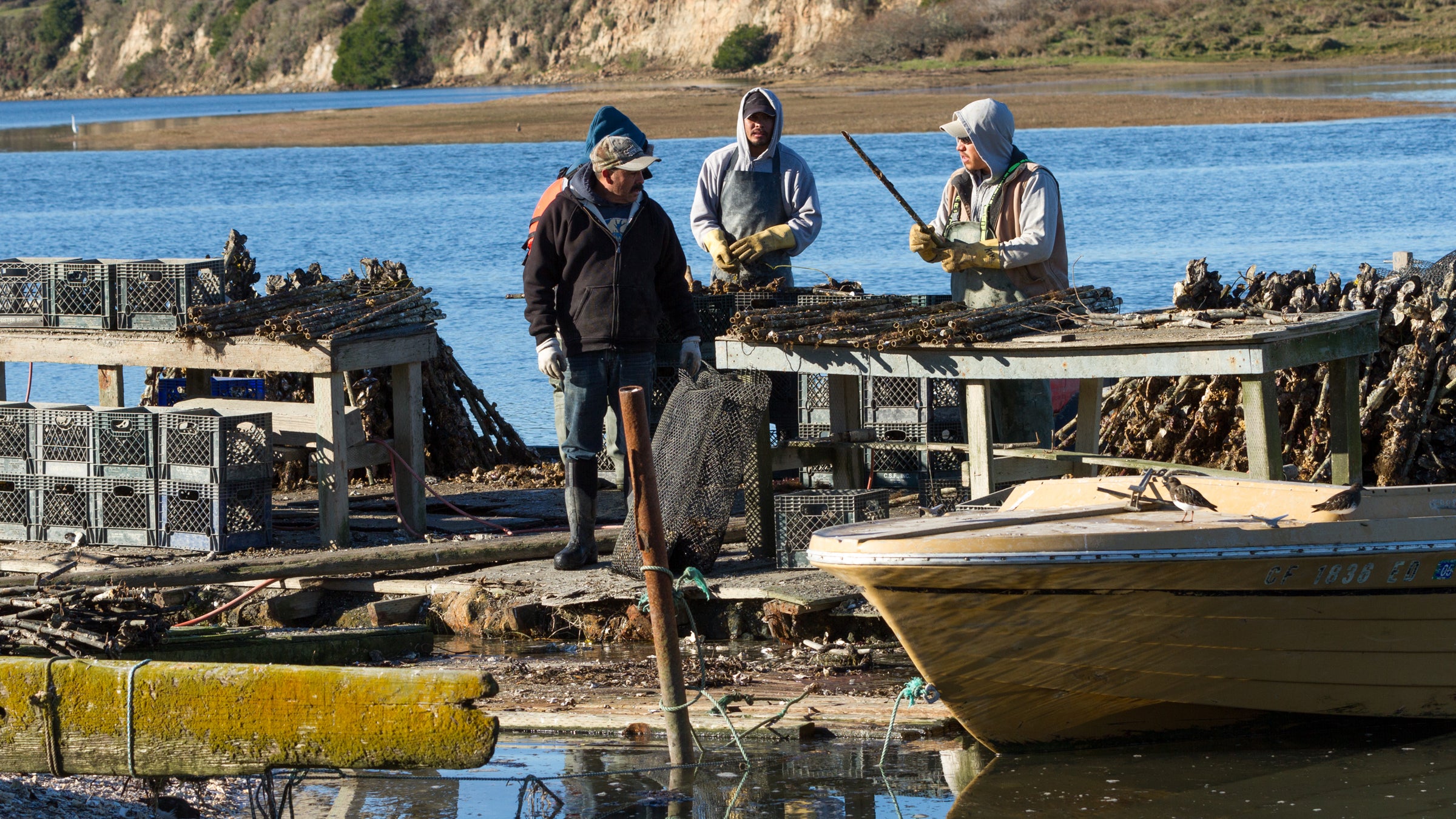 Drakes Bay Oyster Company has farmed oysters in Drakes Estero since the 1930s.