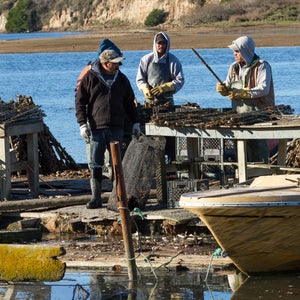 Drakes Bay Oyster Company has farmed oysters in Drakes Estero since the 1930s.