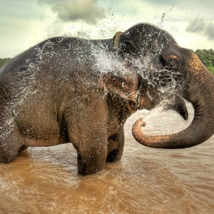 elephants poaching conservation