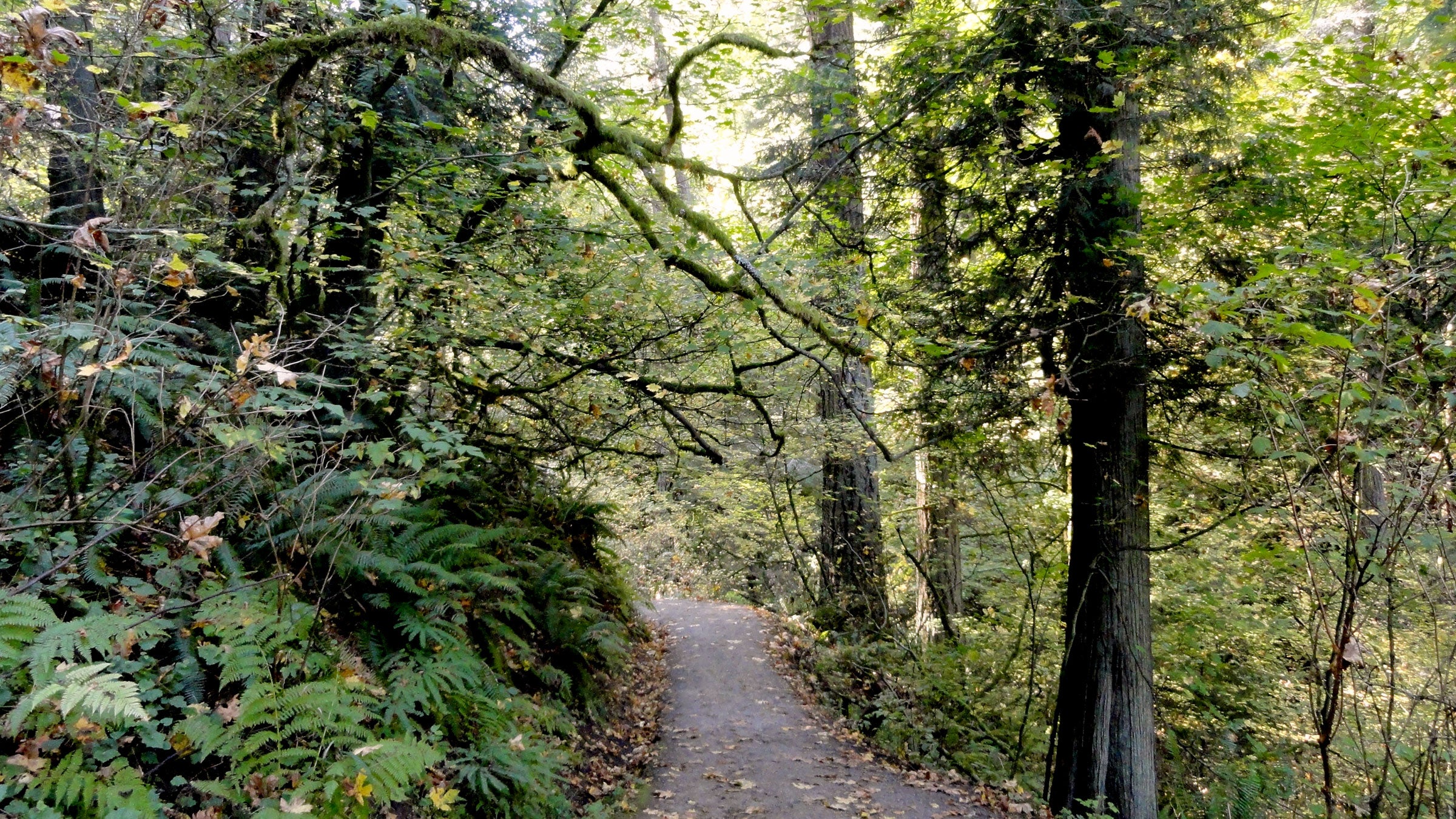 Hikers found a trip wire rigged to an improvised firearm in Portland's Forest Park.