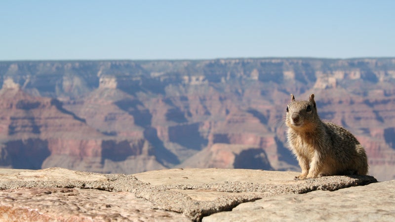 There are three types of squirrels in Arizona: the rock squirrel, round-tailed ground squirrel, and Harris' ground squirrel. Note, there are no flying squirrels.