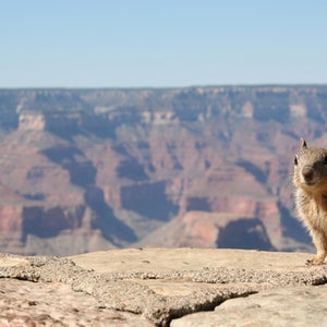 There are three types of squirrels in Arizona: the rock squirrel, round-tailed ground squirrel, and Harris' ground squirrel. Note, there are no flying squirrels.