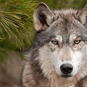 animal beast canis canis lupus carnivore creature furry gray wolf grey wolf lupus mammal natural nature outdoors outside timber wolf horizontal wildlife wolf
