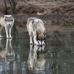 gray wolf wyoming endangered species us fish and wildlife service environment conservation animals outside