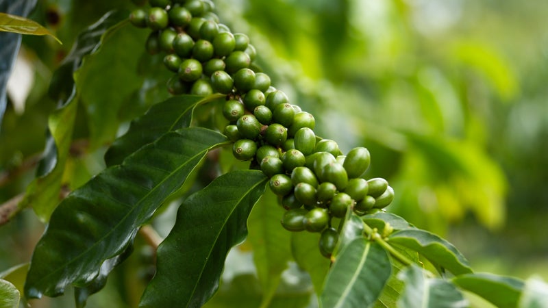 Green Coffee Bean Extract Does Not Promote Weight Loss