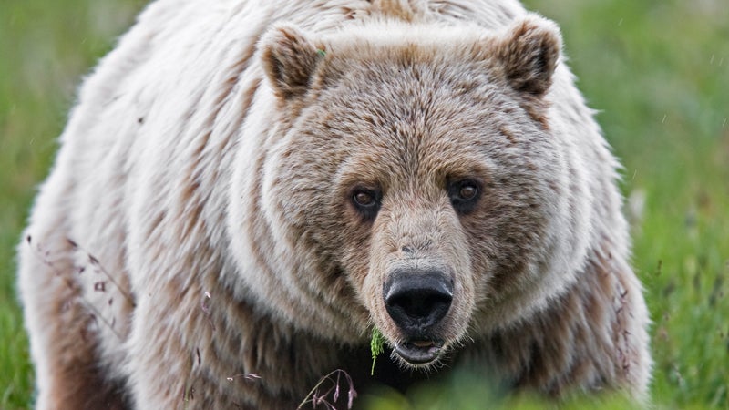 B.C. Hunter Survives Grizzly Mauling, Gunshot Wound