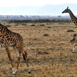 wildlife decline world wildlife fund report outside environment news