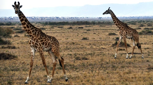 wildlife decline world wildlife fund report outside environment news