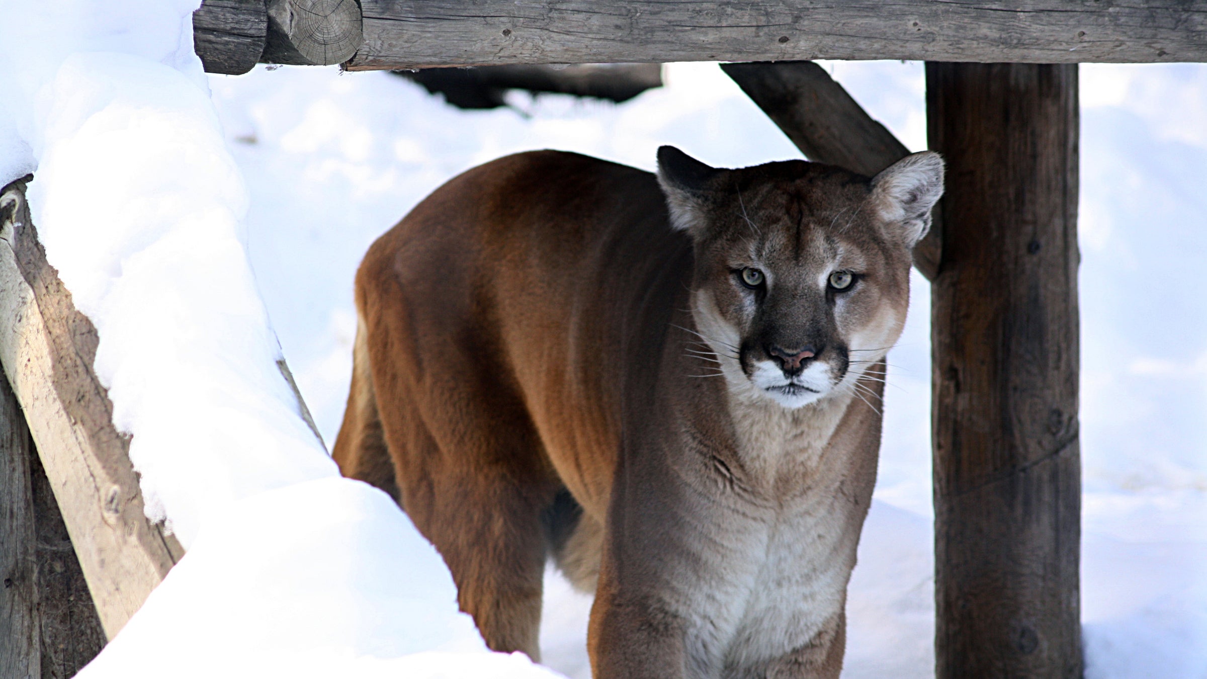 mountain lions cougar bobcat hunting wildlife conservation colorado