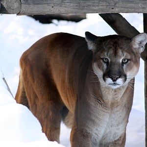 mountain lions cougar bobcat hunting wildlife conservation colorado