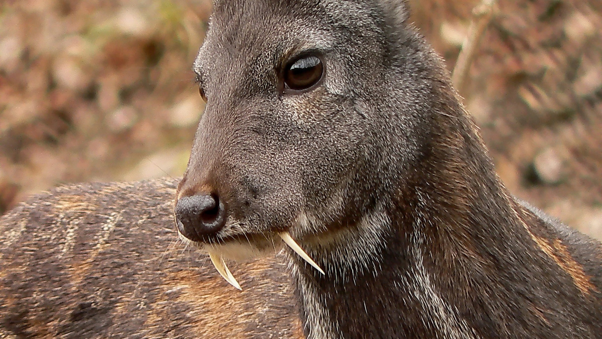 siberian musk deer kashmir musk deer afghanistan wildlife animals outside news