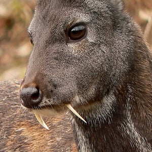 siberian musk deer kashmir musk deer afghanistan wildlife animals outside news
