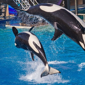 7D Diving EOS 7D Orca San Diego SeaWorld jumping killer whale blackfish Outside Magazine outside online news from the field animal welfare PETA seaworld san diego seaworld austin blue world project NOAA orca hannah weinberger