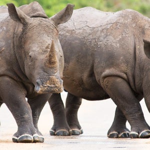 Kruger Kruger National Park South Africa game reserve rhino news from the field Outside Magazine outside online white rhino black rhino chinese traditional medicine cancer cure tranquilizer