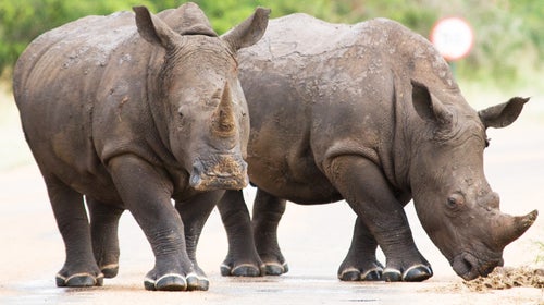 Kruger Kruger National Park South Africa game reserve rhino news from the field Outside Magazine outside online white rhino black rhino chinese traditional medicine cancer cure tranquilizer