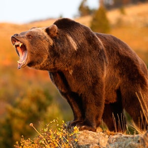 The man said he discharged bear spray at the charging bear before shooting it when it was 7 to 10 feet away.