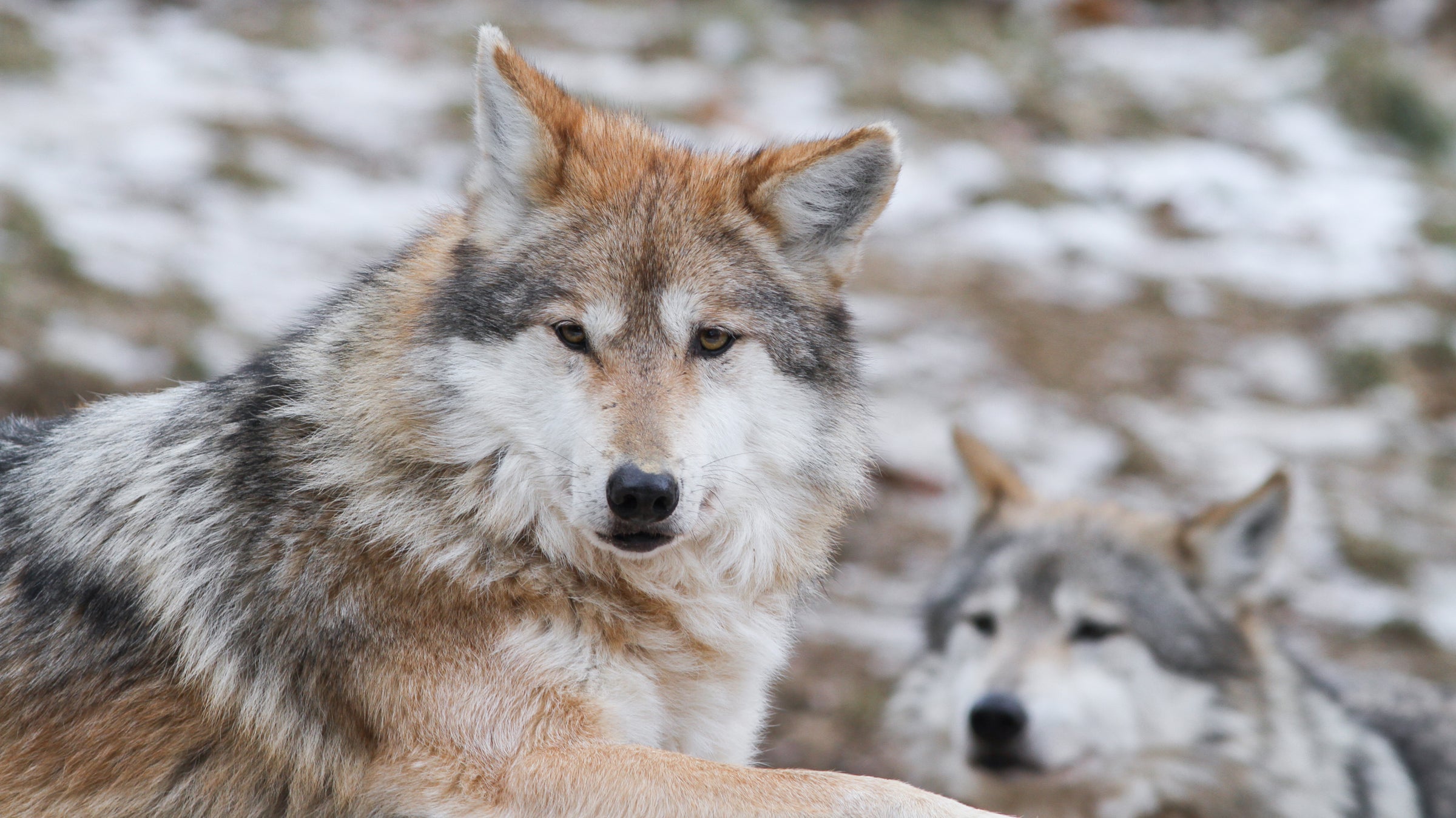new mexico arizona mexican wolf us fish and wildlife service wildlife environment