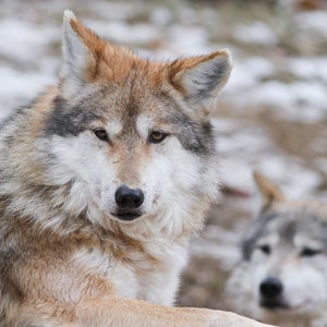 new mexico arizona mexican wolf us fish and wildlife service wildlife environment