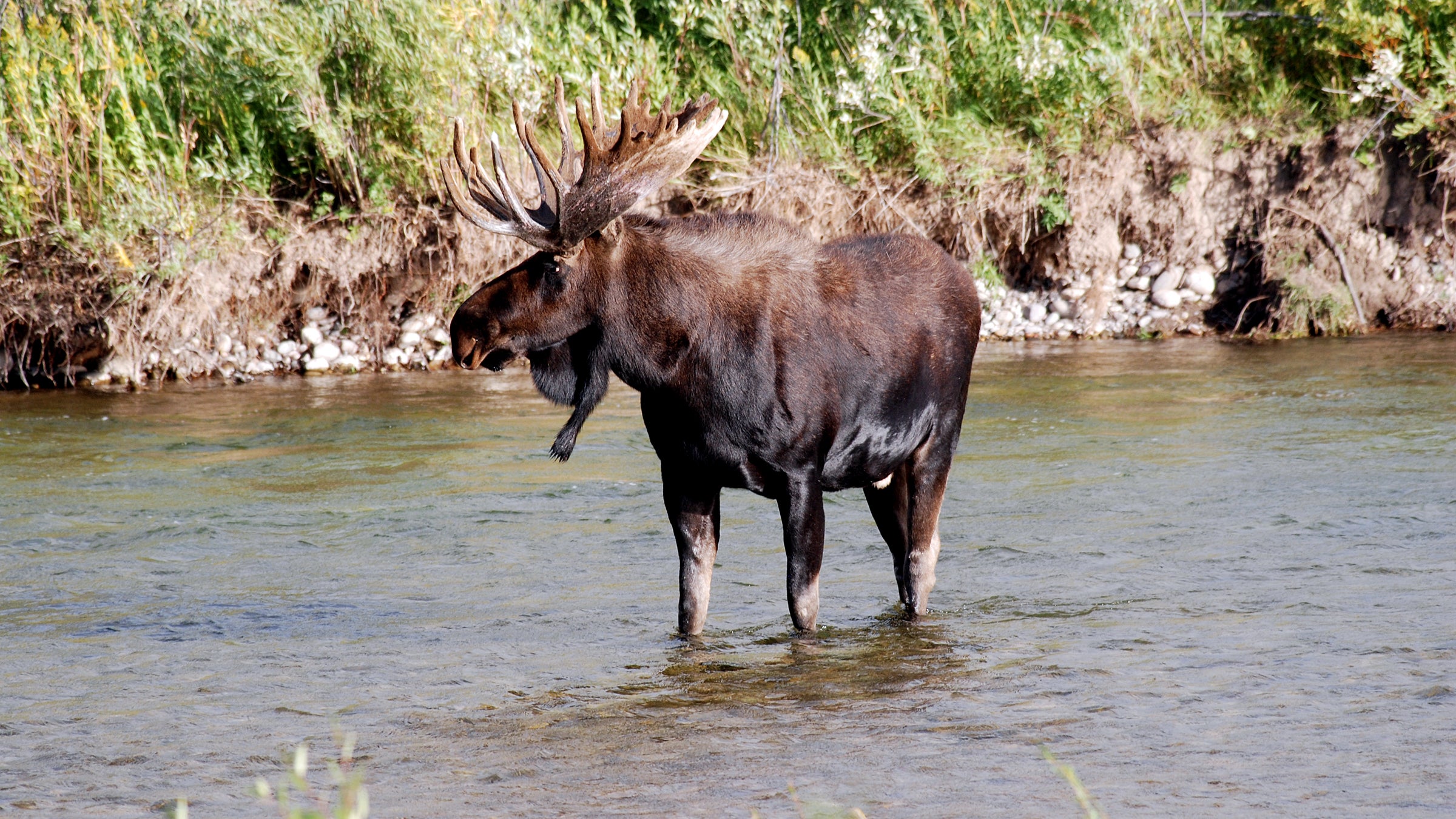 moose grand teton national park jackson hole wyoming camping wildlife