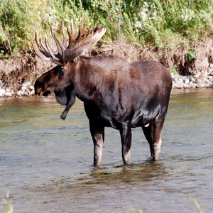 moose grand teton national park jackson hole wyoming camping wildlife