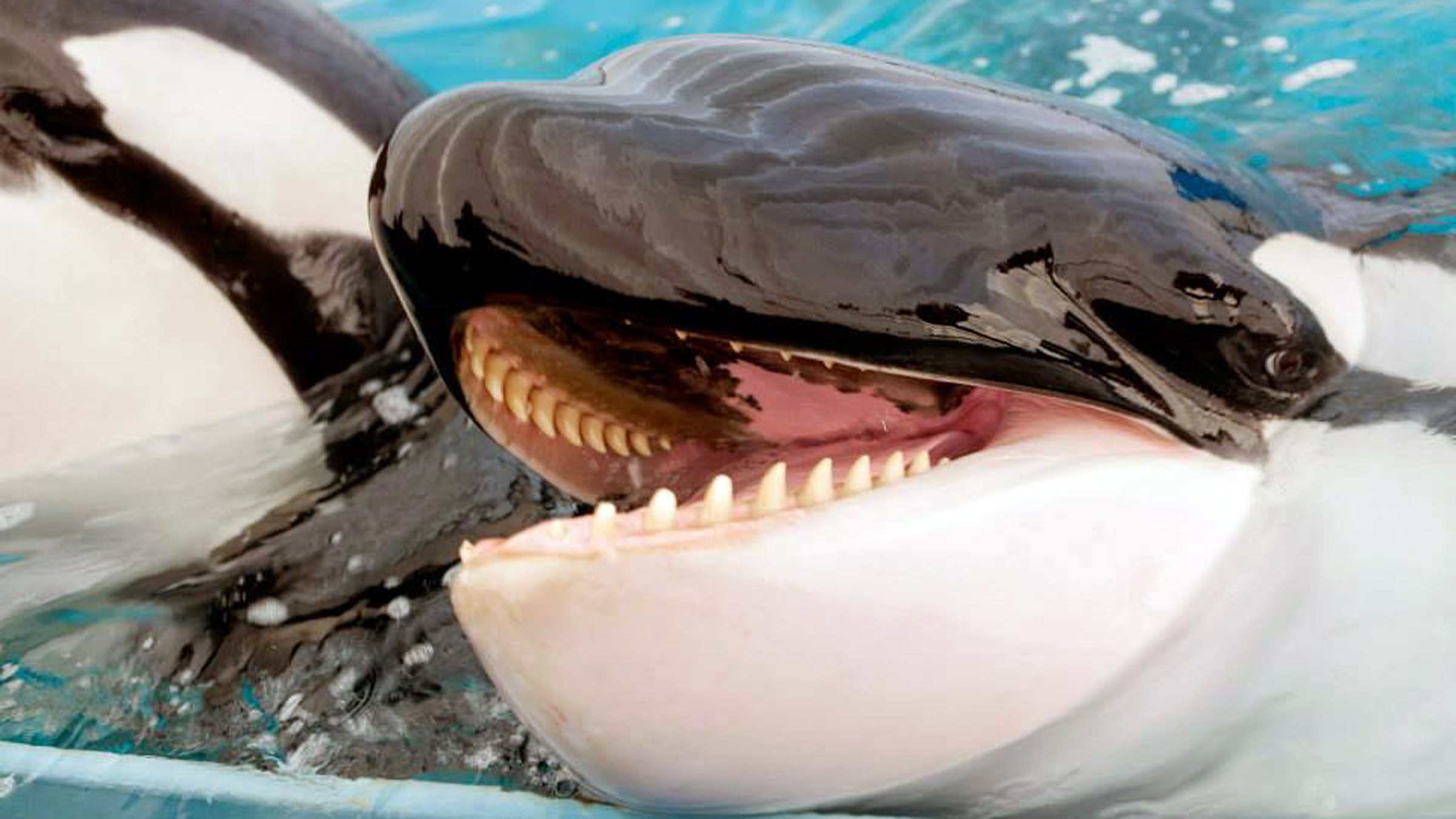 orca killer whales animal rights outside blackfish moscow sea park russia nature