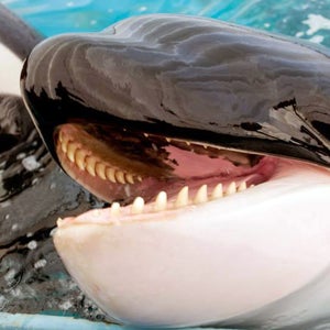 orca killer whales animal rights outside blackfish moscow sea park russia nature