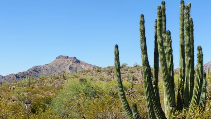 Ajo Mountain Drive Organ Pipe Cactus Organ Pipe Cactus Monument Arizona Cartel Drug Trafficking National Park System park ranger border security homeland security mexico illegal immigrant hannah weinberger news from the field ϳԹ ϳԹ Magazine ϳԹ Online