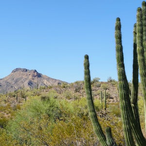 Ajo Mountain Drive Organ Pipe Cactus Organ Pipe Cactus Monument Arizona Cartel Drug Trafficking National Park System park ranger border security homeland security mexico illegal immigrant hannah weinberger news from the field Outside Outside Magazine Outside Online