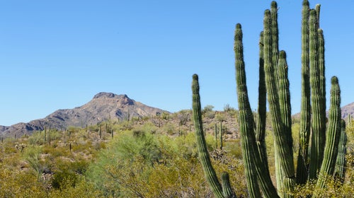 Ajo Mountain Drive Organ Pipe Cactus Organ Pipe Cactus Monument Arizona Cartel Drug Trafficking National Park System park ranger border security homeland security mexico illegal immigrant hannah weinberger news from the field Outside Outside Magazine Outside Online